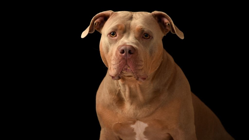 Facts about Blue Nose Pitbulls