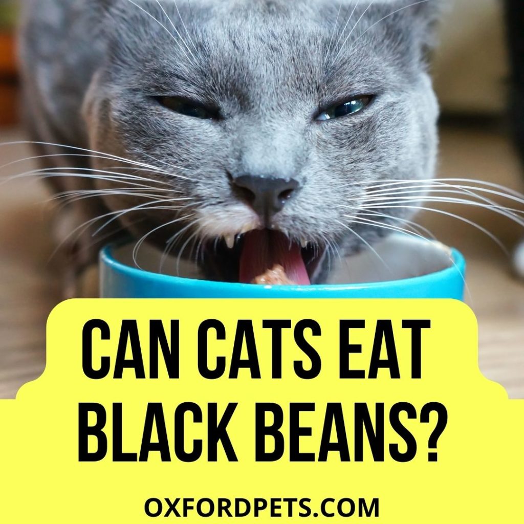 Can Cats Eat Black Beans