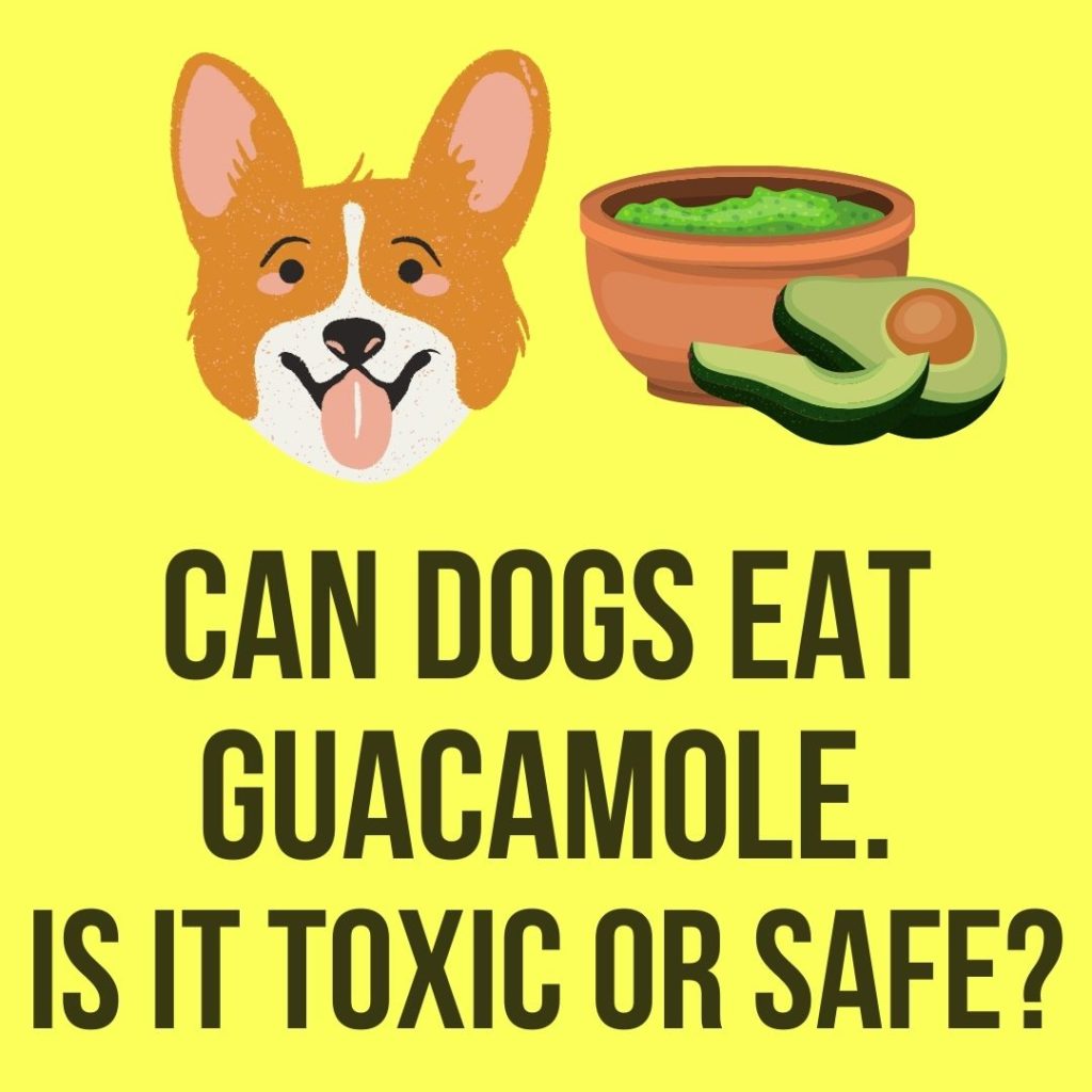 can dogs eat guacamole