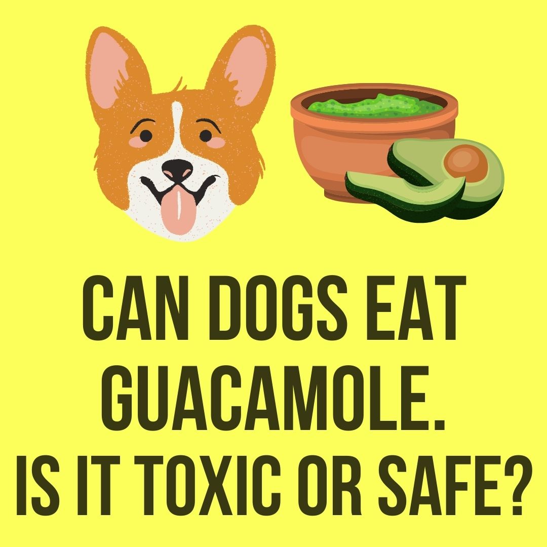 can dogs eat guacamole