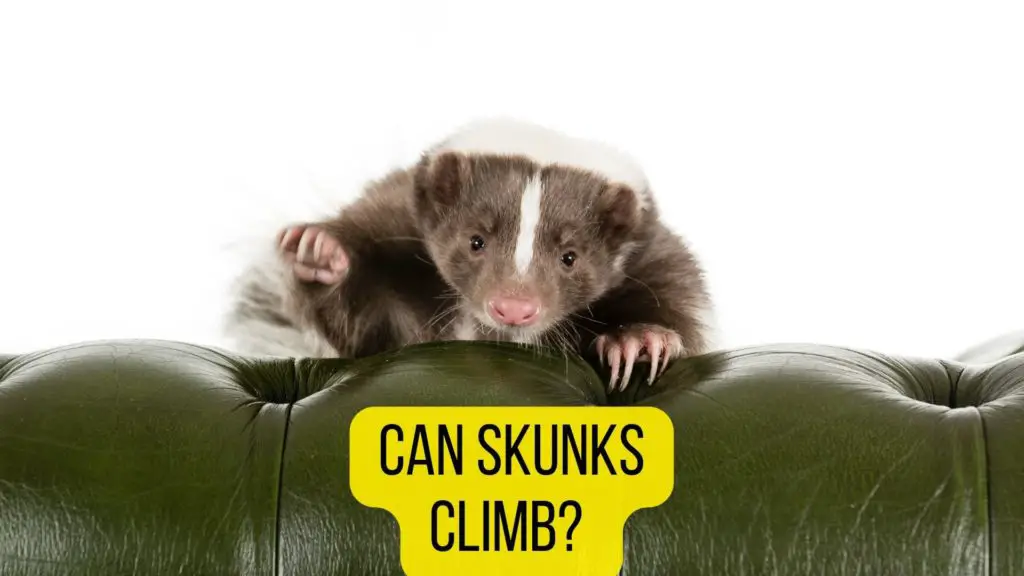 can skunks climb? how high they can