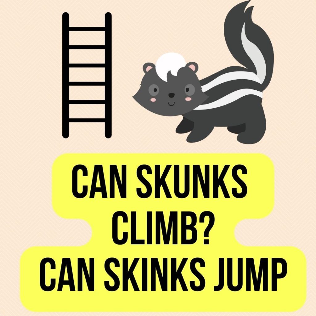 can skunks climb and jump