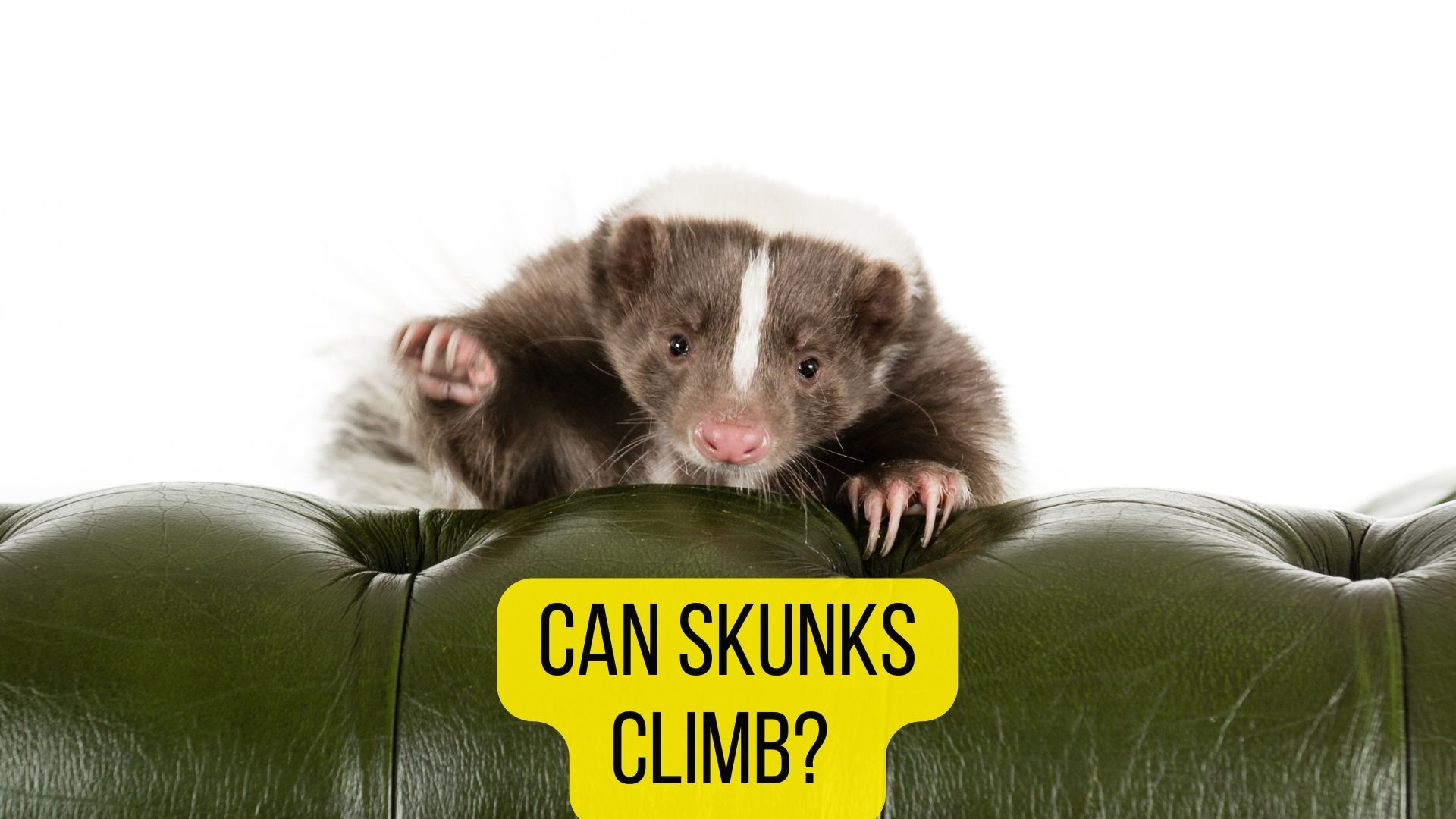 Can Skunks Climb? How High Skunks Can Climb? 2022 Guide - Oxford Pets