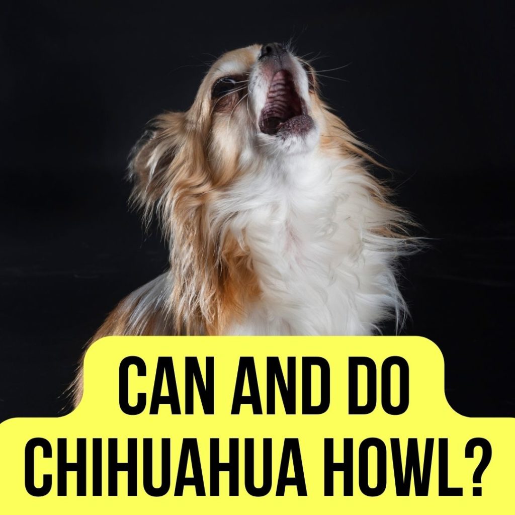 Do chihuahuas howl