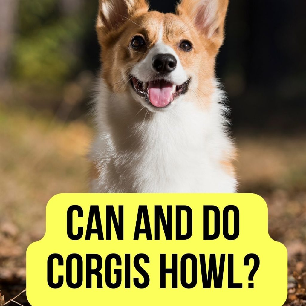 Can and Do Corgis Howl