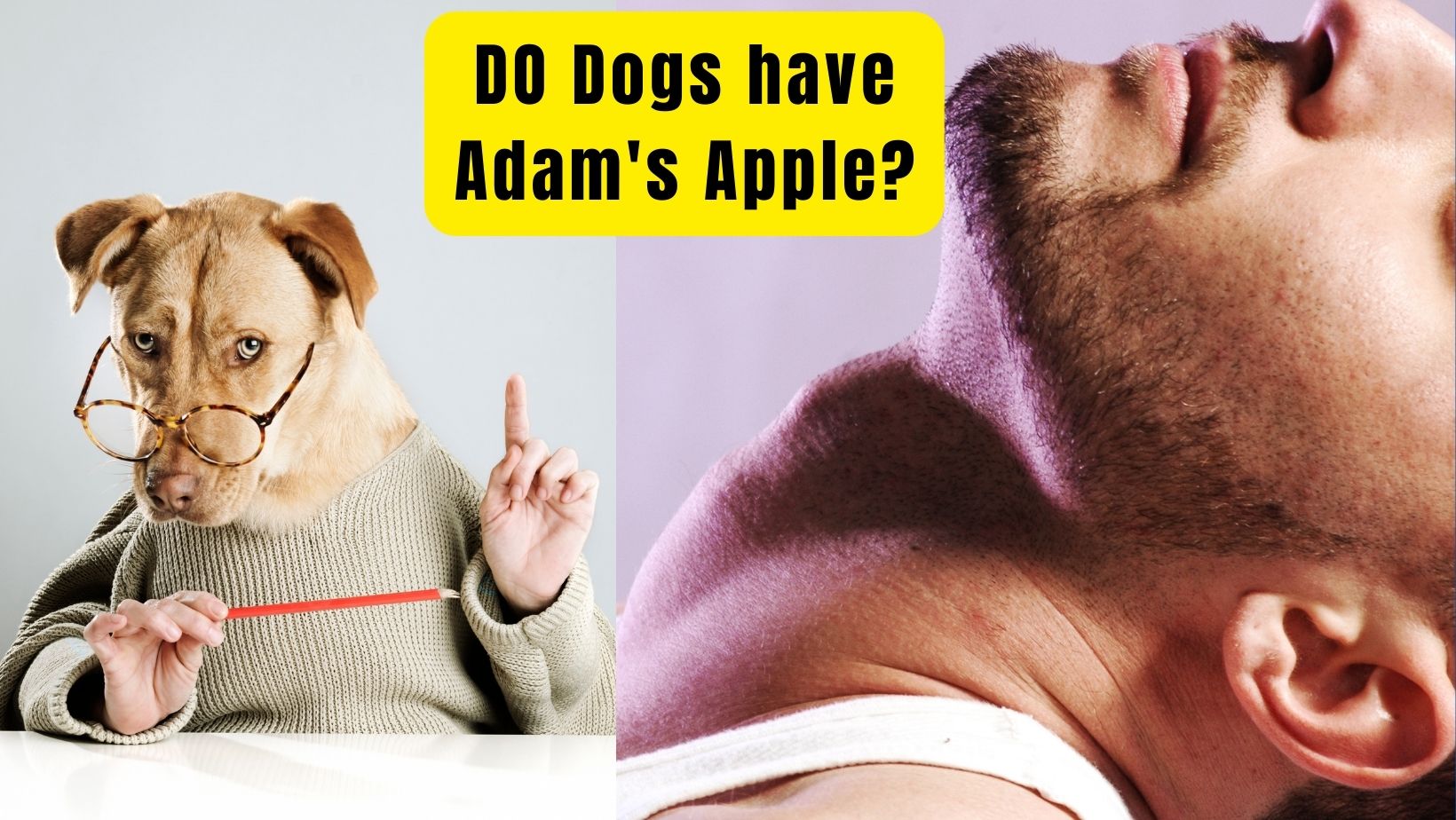 Do Dogs Have Adams Apple Like Humans? 2022 Guide - Oxford Pets