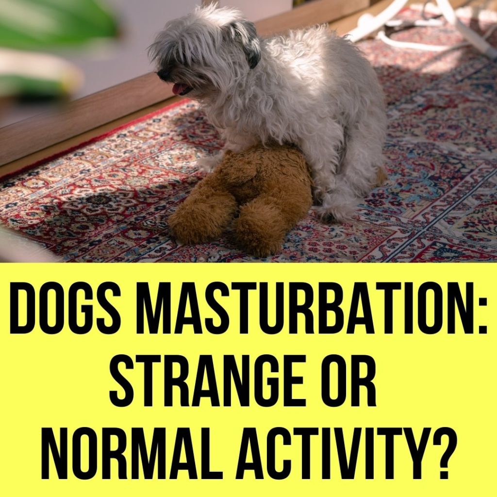 dog masturbation