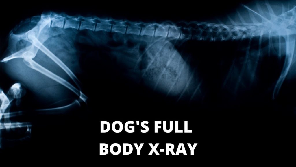 Dog X-Ray Costs based on body parts