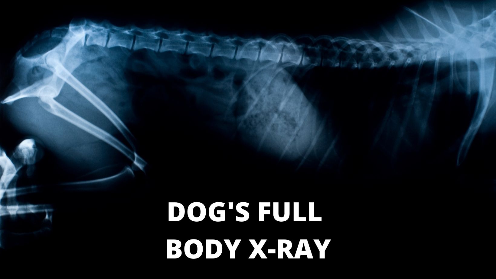 How Much Dog XRay Costs in 2022? Oxford Pets