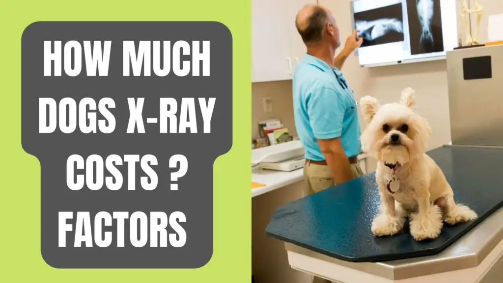 Dog X-Ray Costs at Vets clinic