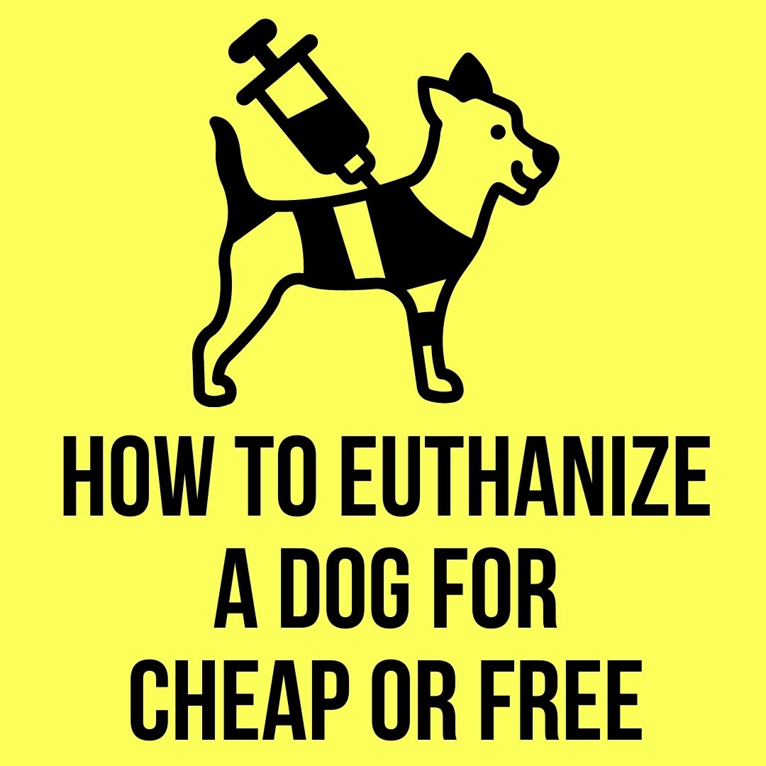 How And Where To Euthanize A Dog For Cheap Or Free Oxford Pets