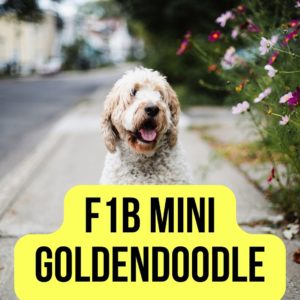 F1 Mini Goldendoodle