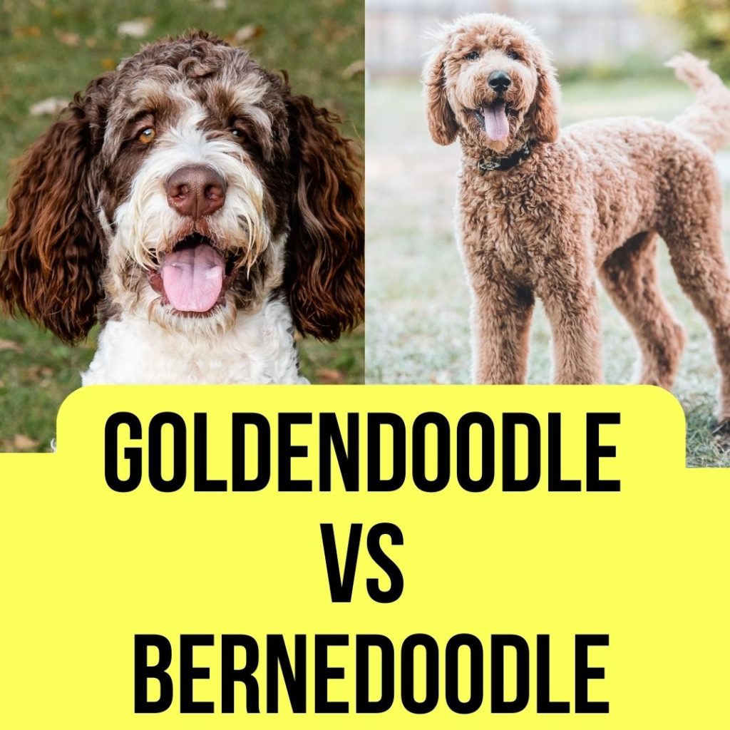 Goldendoodle Vs Bernedoodle Full Comparison