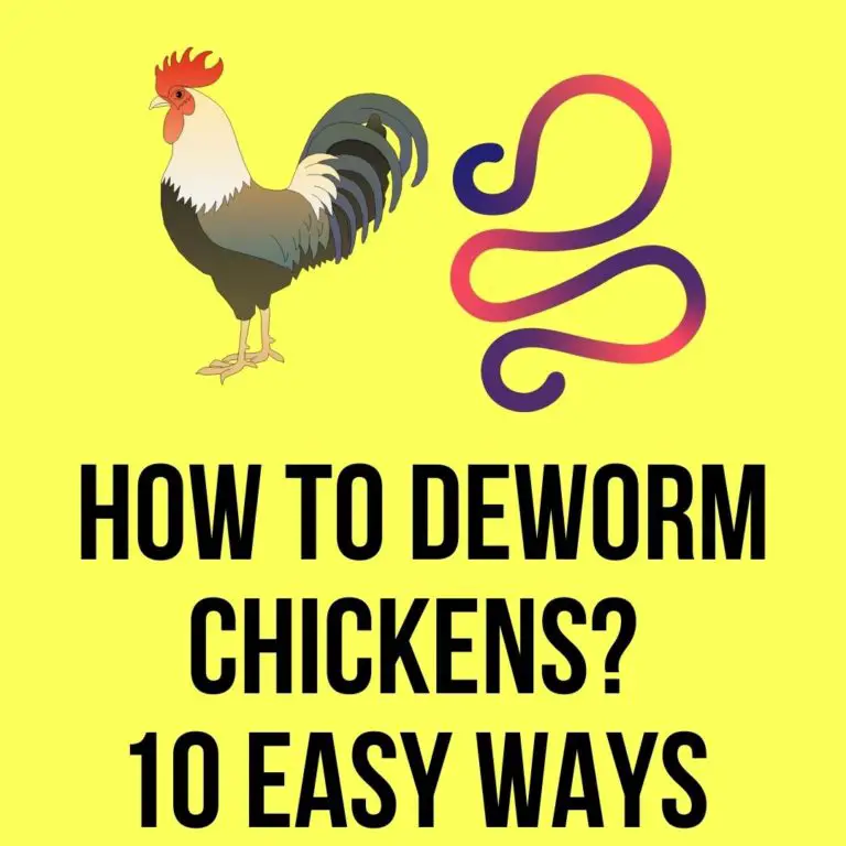 How To Deworm Chicken 10 Easy Ways Oxford Pets   How To Deworm Chickens 768x768 