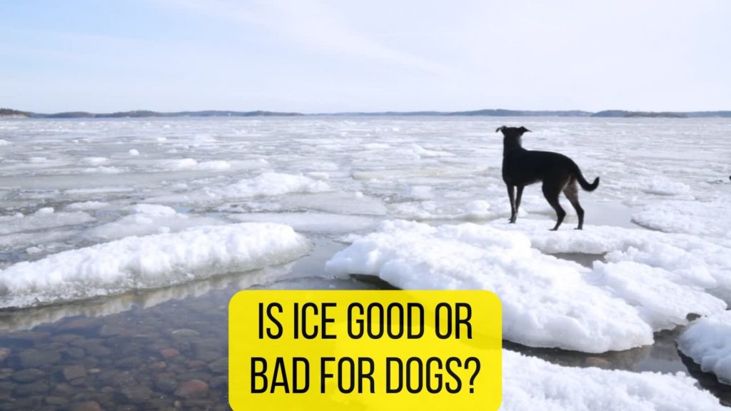 are ice cubes bad for dogs