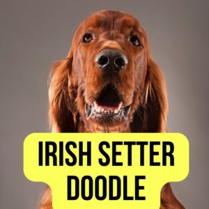 Irish Setter Doodle