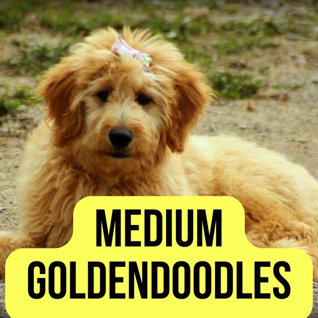 Medium Goldendoodle