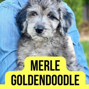 Merle Goldendoodles