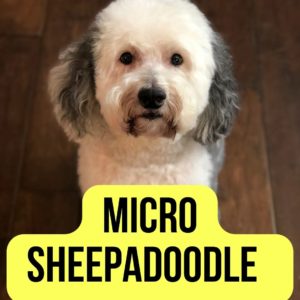 Micro Sheepadoodle