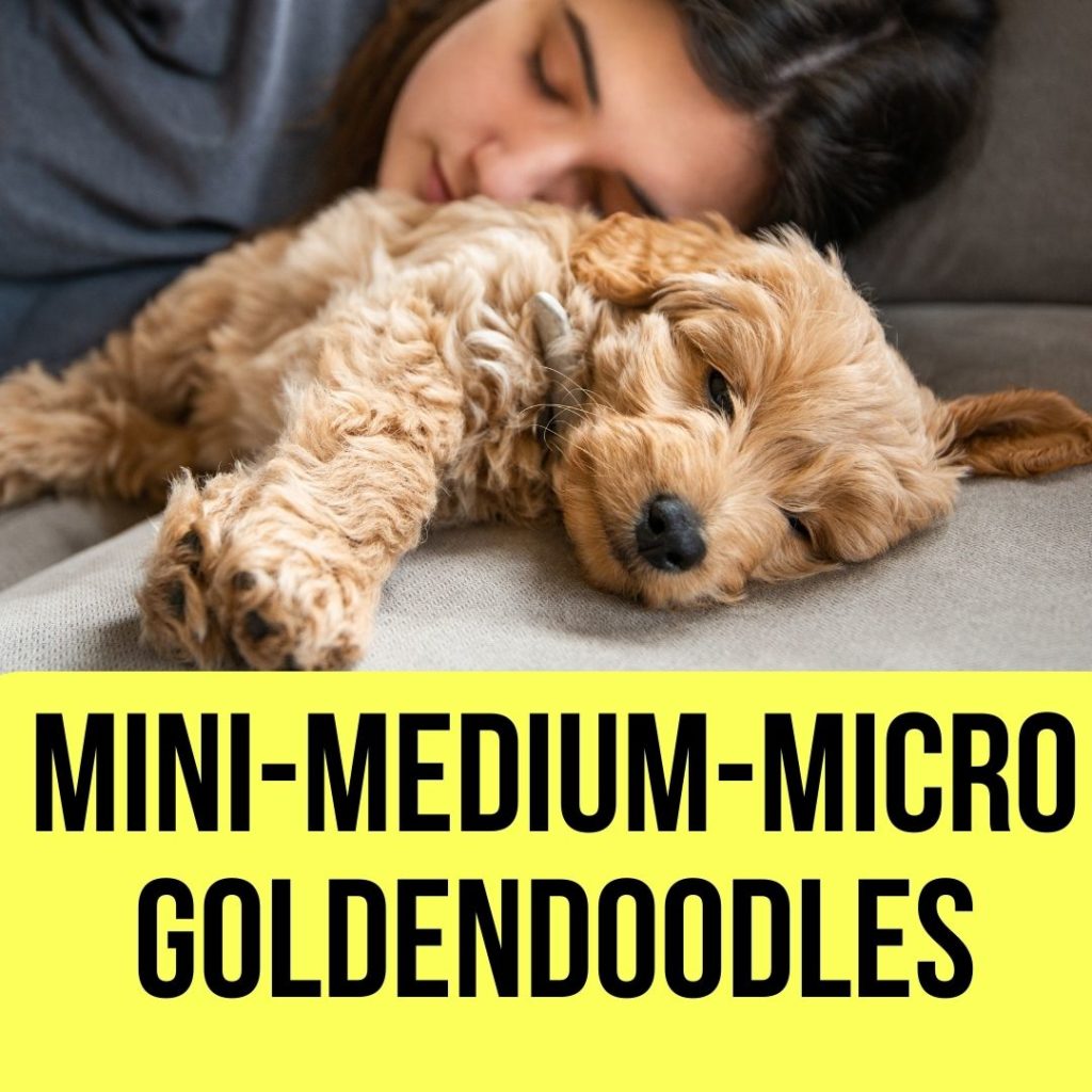 Mini Goldendoodles