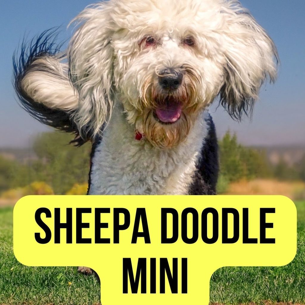 Sheepadoodle Mini: A Complete Guide