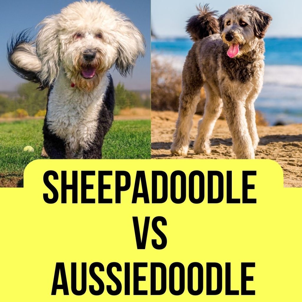 Sheepadoodle Vs Aussiedoodle