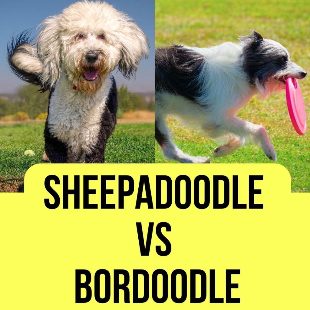 Sheepadoodle Vs Bordoodle