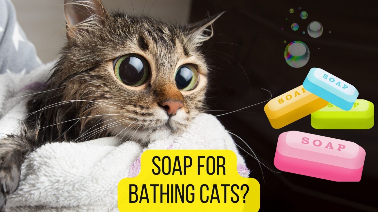 Can I Use Dove Soap on My Cat? [2022 Review] Oxford Pets