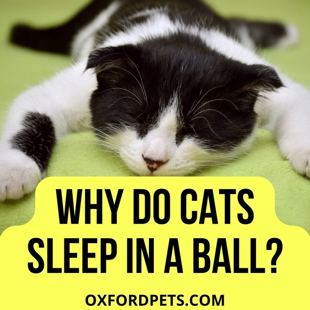Why Do Cats Sleep in a Ball?