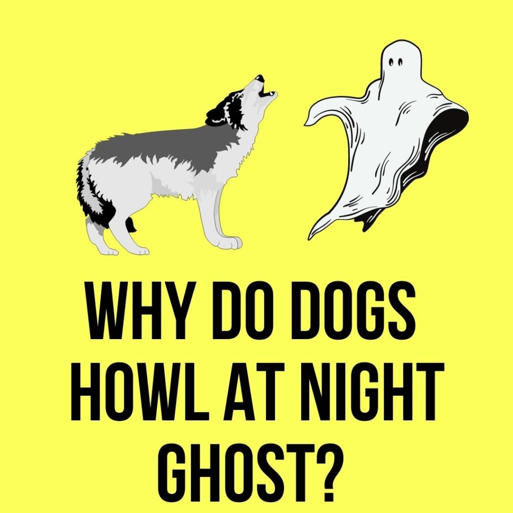 Why do dogs howl at night ghost? Howling Superstition
