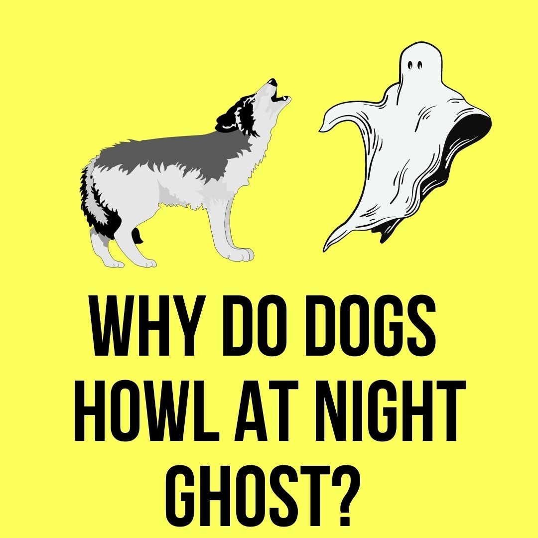 what does it mean when a dog howls at night