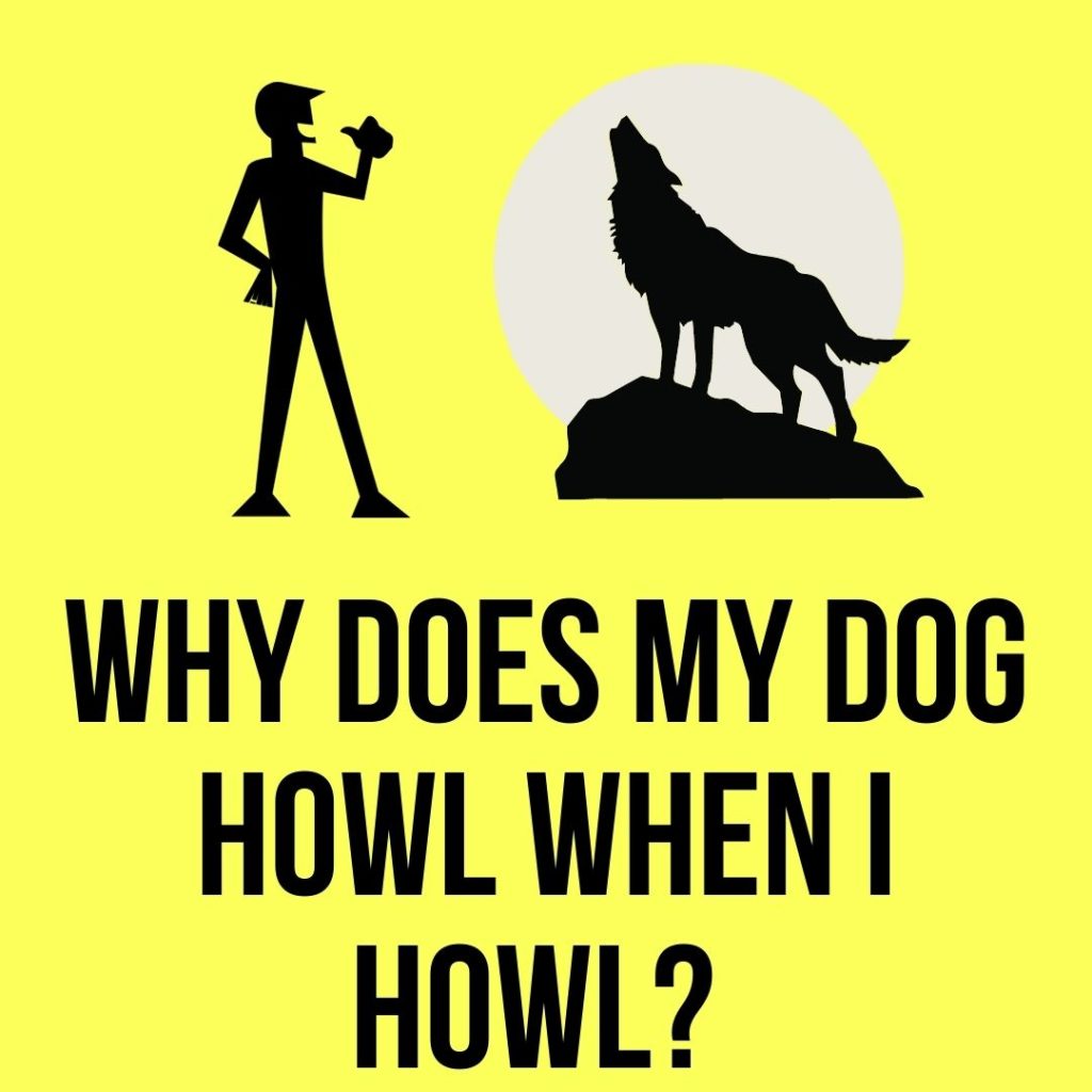 why do dogs howl when I howl