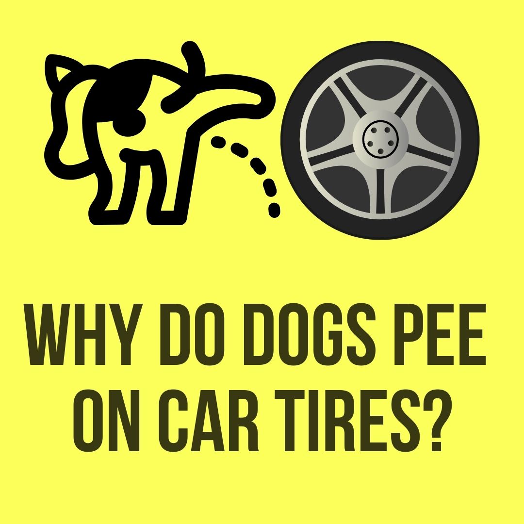 why do dogs pee on car tires