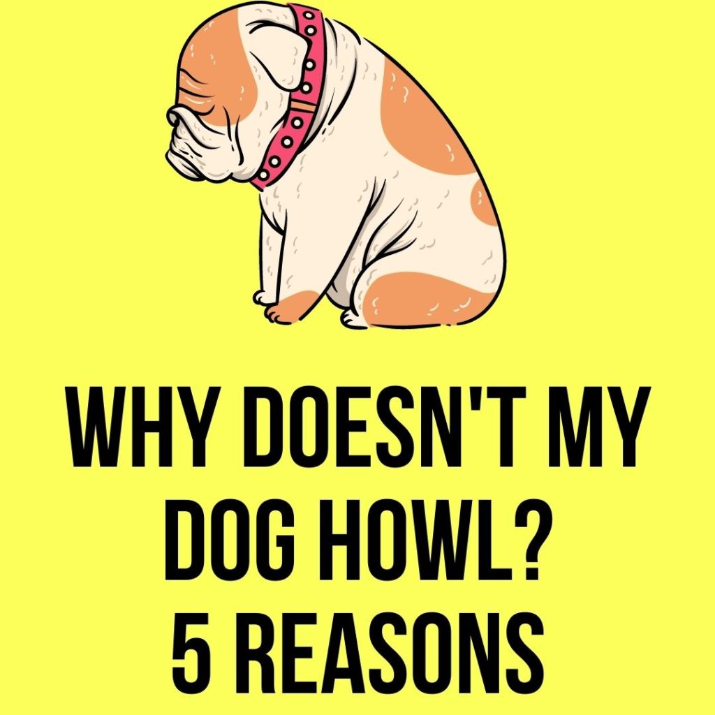 Why Do Some Dogs Not Howl