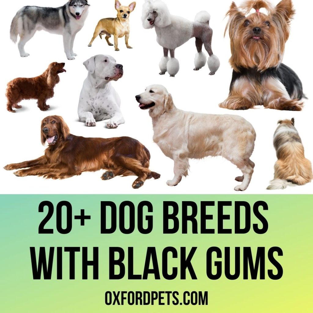 Dog Breeds with Black Gums & Black Mouths