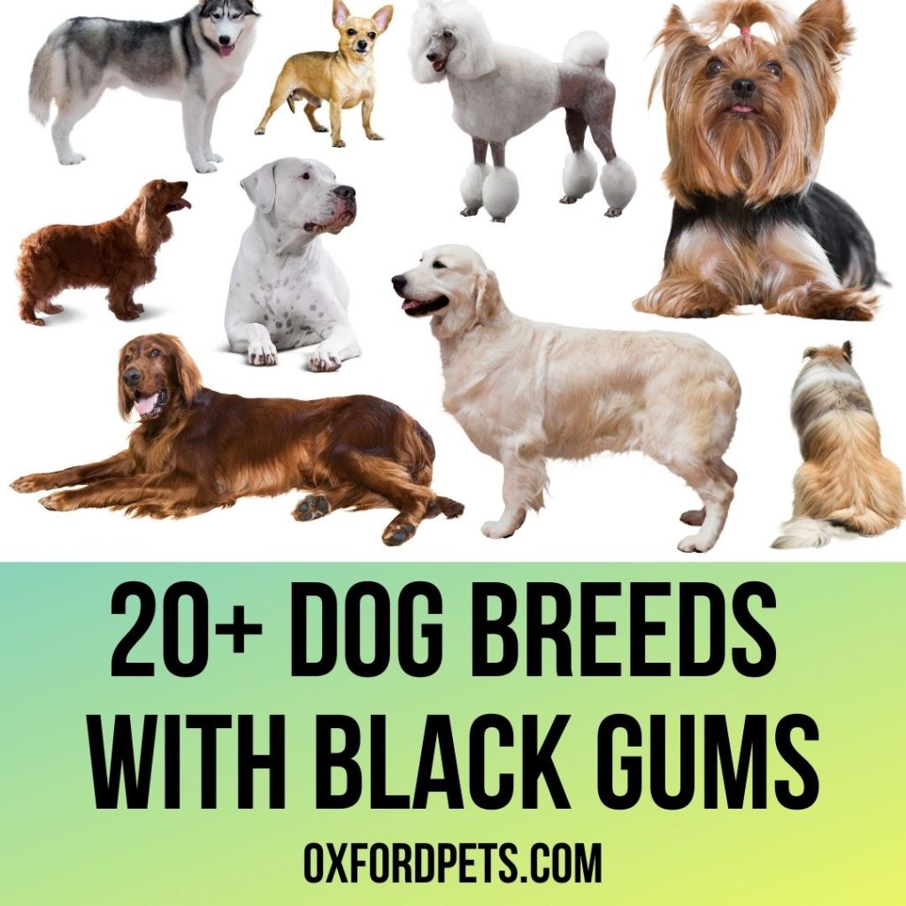 what dog breeds have black gums