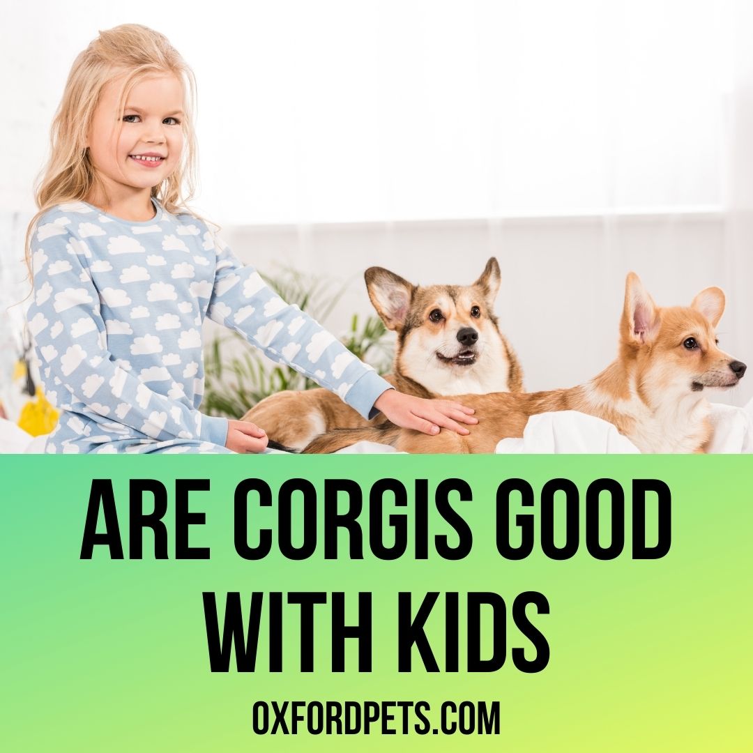 are corgis good with children