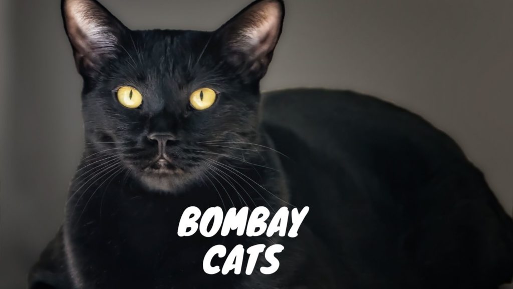 Bombay Cats