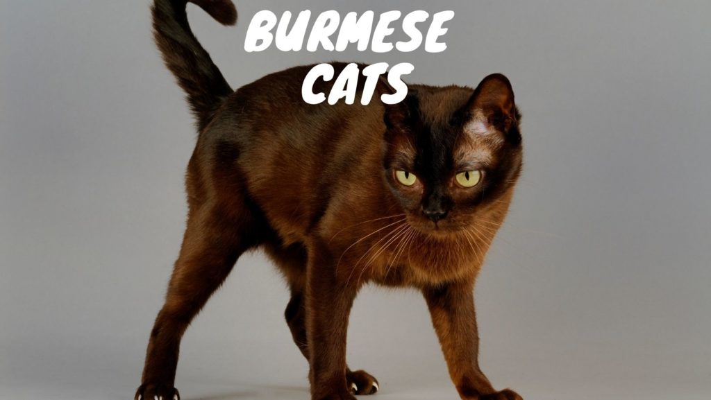 Burmese Cats