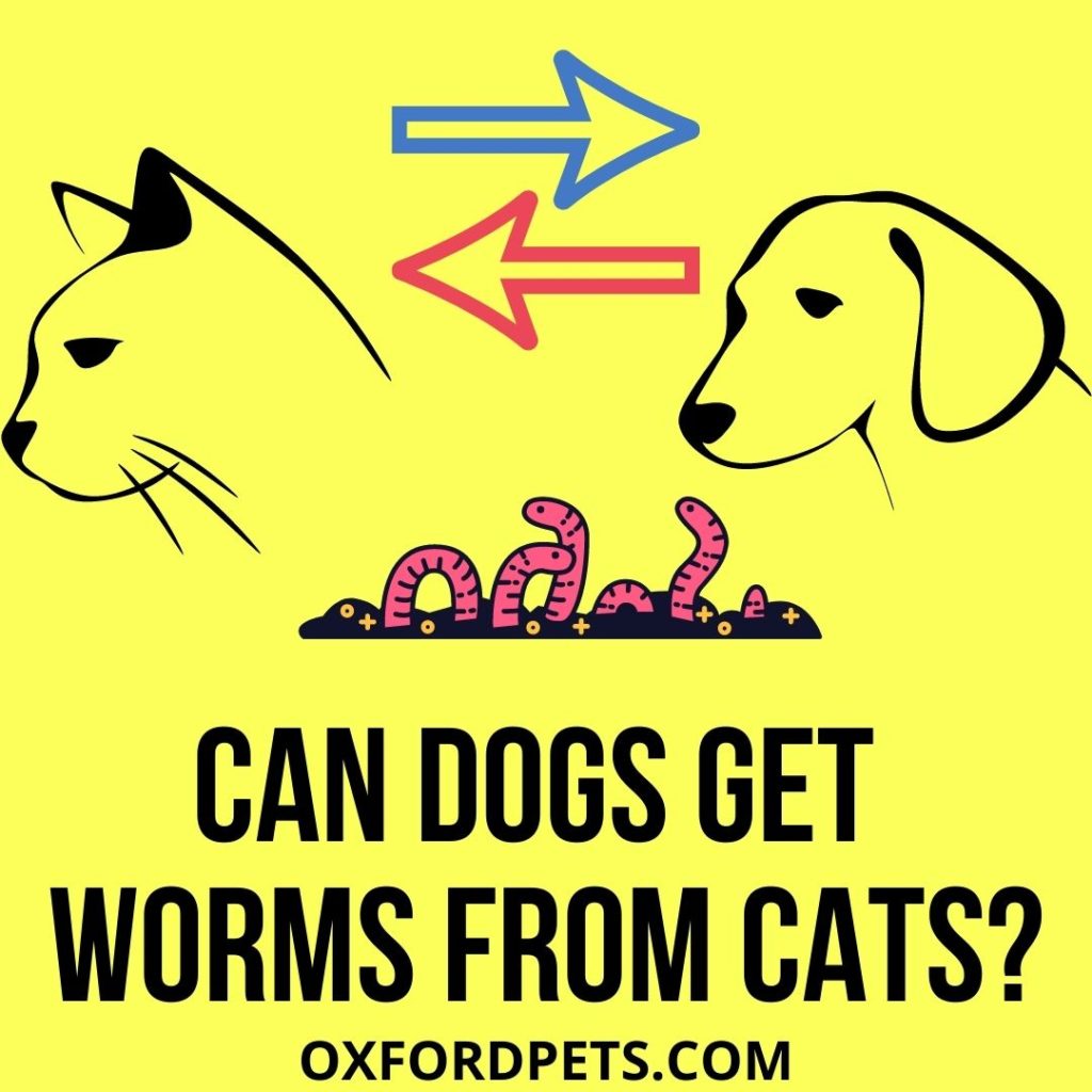 can-dogs-get-worms-from-cats-10-ways-cats-infect-dogs-oxford-pets