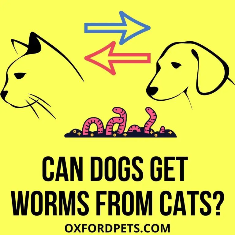 Can Dogs Get Worms from Cats? 10 Ways Cats Infect Dogs Oxford Pets