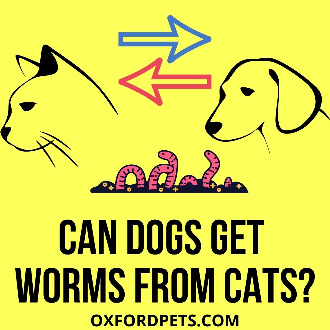 Why Do Siamese Cats Eyes Shake? [5 Valid reasons] - Oxford Pets