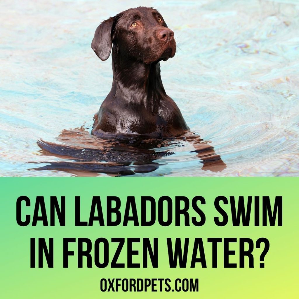 Can Labradors Swim In Freezing Cold Water
