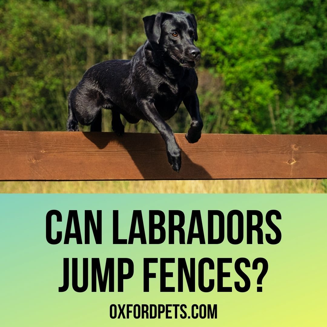 Can Labs Jump? How High Can Labrador Jump? - Oxford Pets