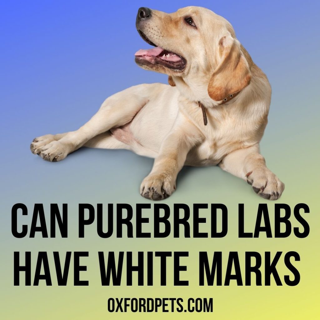 Can Purebred Labs Have White Markings