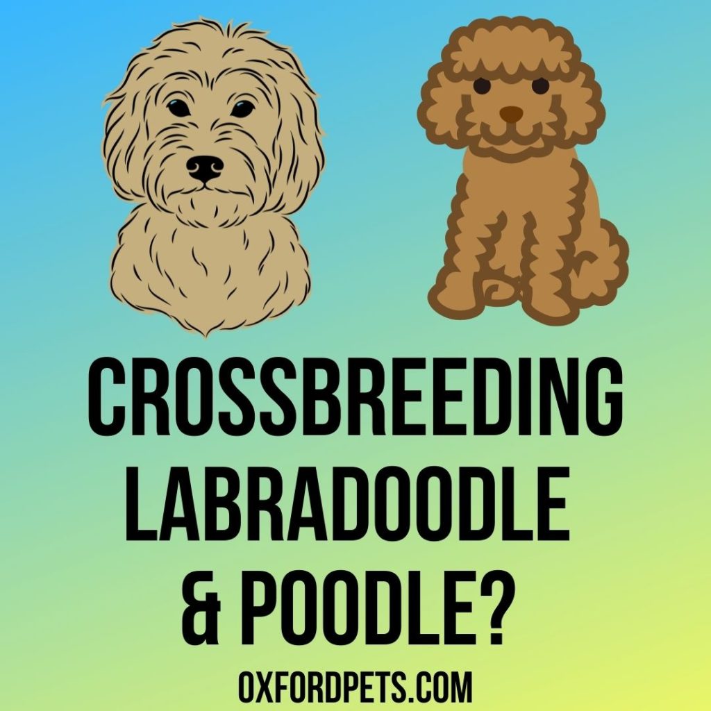 Can You Cross Breed A Labradoodle And Poodle?