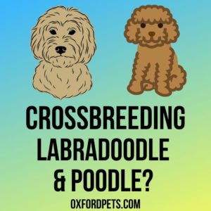 Can You Cross Breed A Labradoodle And Poodle?