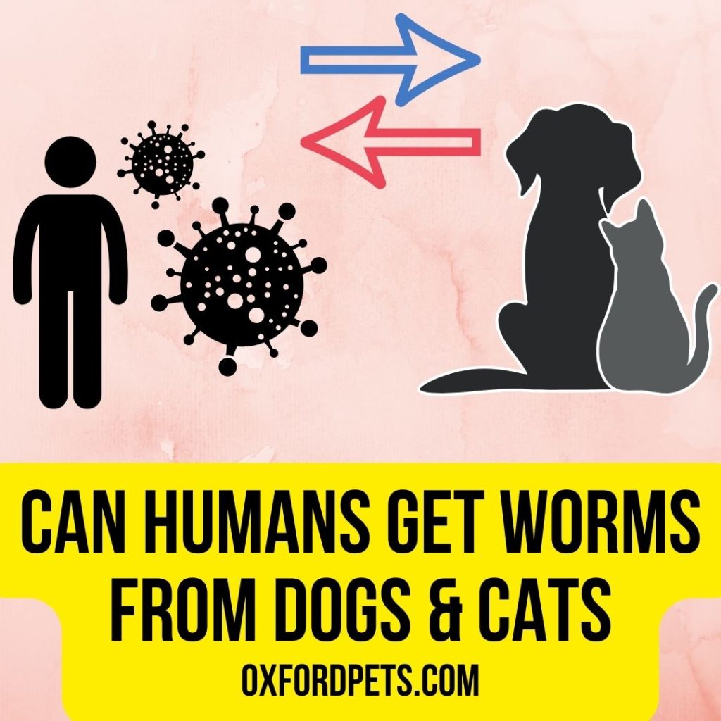Can humans get worms from dogs and cats