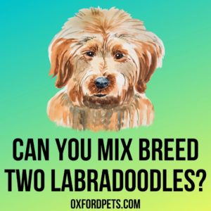 Can You Mix Breed Two Labradoodles