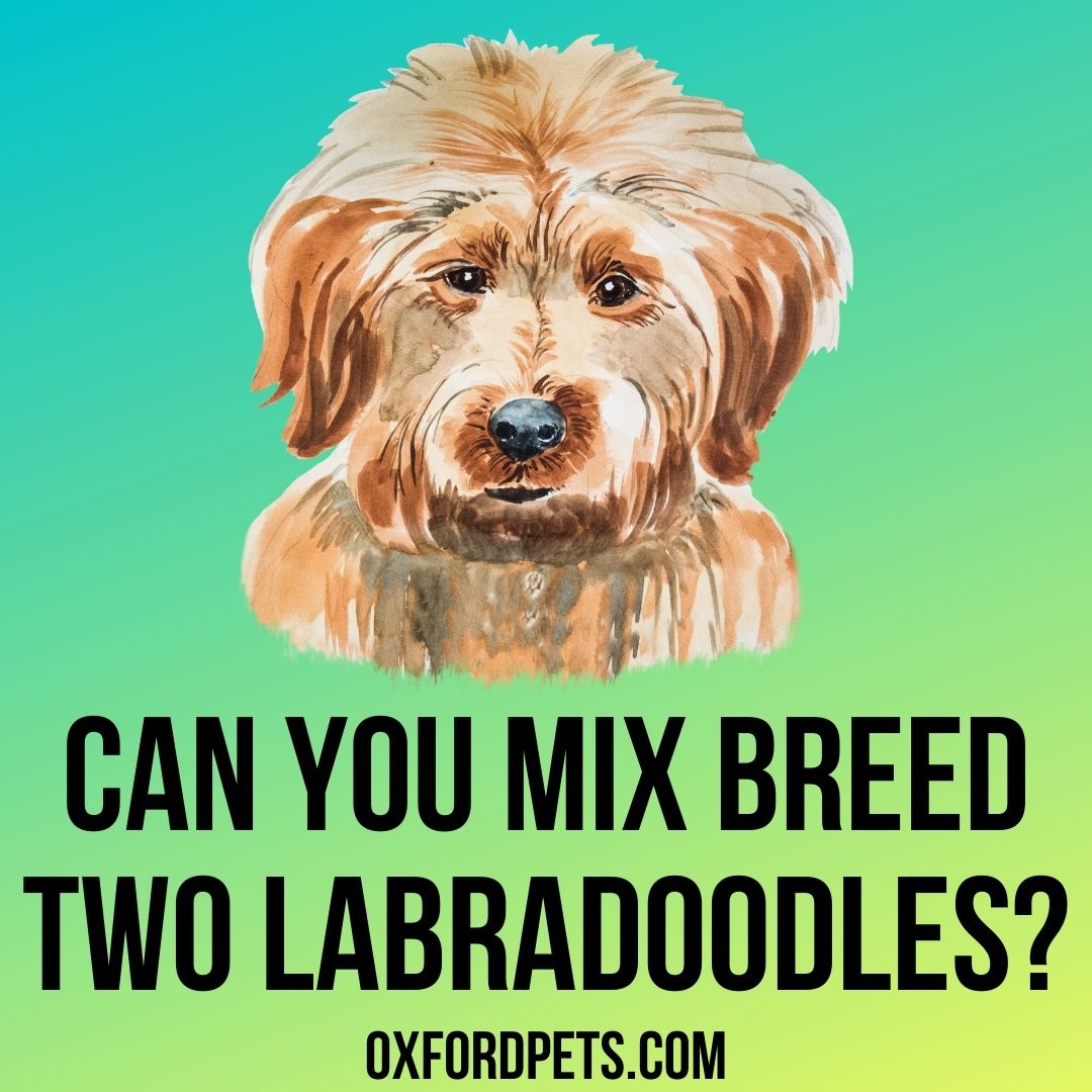 can you breed 2 labradoodles